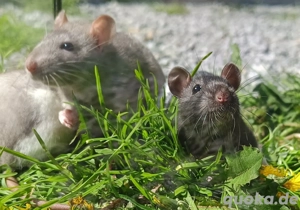 junge Farbratten Ratten Jungtiere Huskyratten männlich weiblich