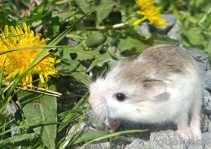junge flinke Roborowski Zwerghamster kleinster Hamster der Welt Robis 
