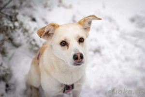 Snowy - genießt die Nähe ihrer Menschen 