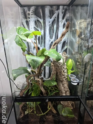 Exoterra 45x45x90cm inkl. Kronengecko1.0