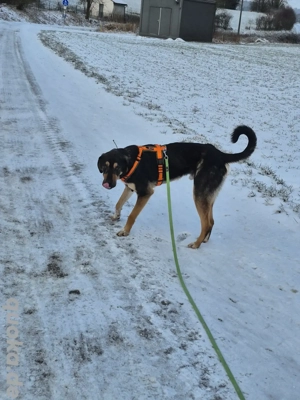 Cello, ein Herz aus dem Tierschutz 
