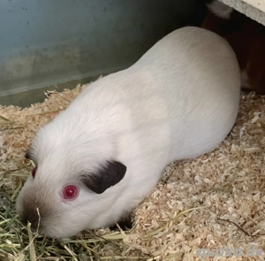 Verschenke Meerschweinchen Böckchen Mädchen