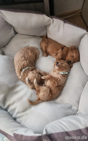 Süße Maltipoo Welpen suchen ein Zuhause 