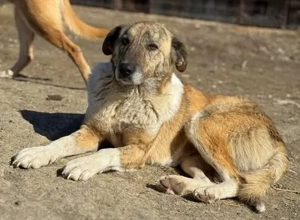 Entspannte und ruhige Tasha - würde ein "Frauchen" bevorzugen