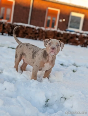 American Bully XL Welpe Rüde mit ABKC Stammbaum