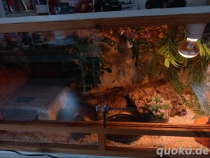 1,0 hausschlange mit terrarium 