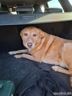 Arya - kuschelt viel&ist gerne dabei 