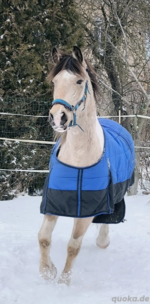 Buckskinschecke' Wallach Sonderfarbe 4 Jahre