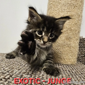 Reinrassige MaineCoon-Kitten mit Stammbaum