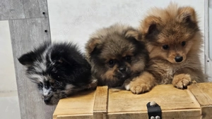 Reinrassige Pomeranian Teddy   Zwergspitz suchen ein Zuhause 