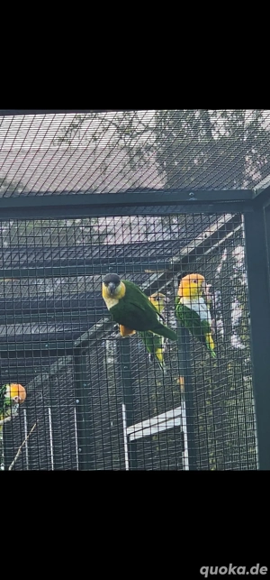 Junger Grünzügelpapagei und Rostkappenpapagei 