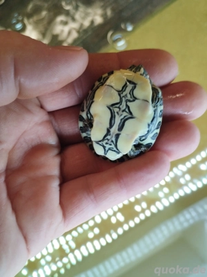 Wasserschildkröten Nachwuchs (trachemys venusta)