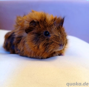 Wuschel sucht Gurkenspender mit Herz 