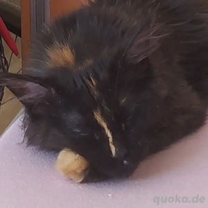 Reinrassige Mainecoon Katze 