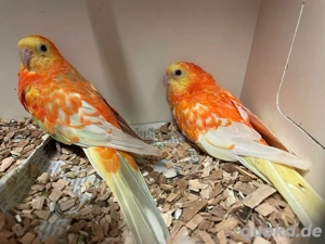 Junge Singsittich Hähne abzugeben