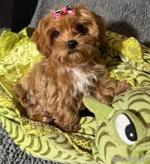 maltipoo f1 welpe Weibchen 