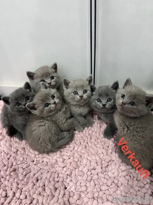 Reinrassige BKH Kitten 