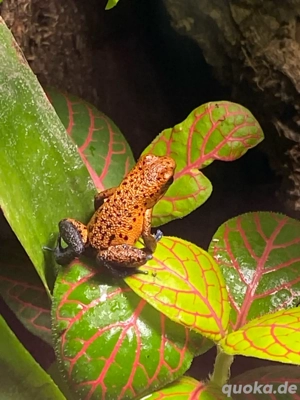 kleiner Erdbeerfrosch Oophaga pumilio cristobal