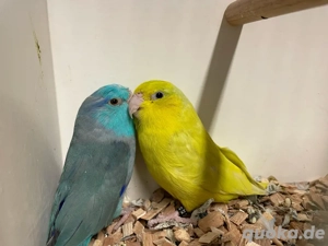 Blaugenick-Sperlingspapageien abzugeben