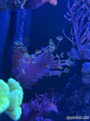 Korallen Ableger  Meerwasser  Bild 2