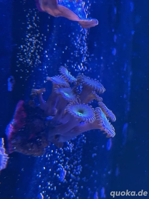 Korallen Ableger  Meerwasser  Bild 4