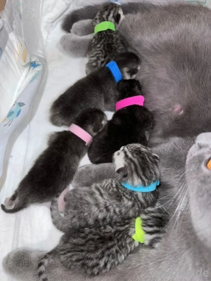 Erfahrener BKH Deckkater Bild 10