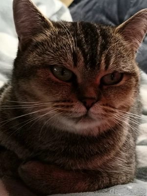 2 British kurzhaar Mädels nur zusammen 