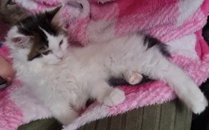 Reinrassiges maine coon kitten