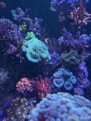Korallen Ableger  Meerwasser  Bild 5