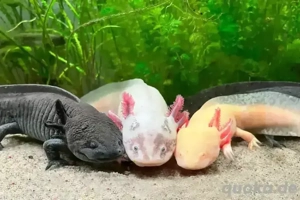 axolotl abzugeben