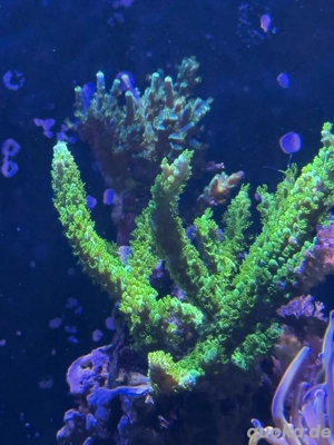 Korallen Ableger  Meerwasser  Bild 3