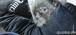 Liebe volles kleines Wesen sucht kuschelplatz