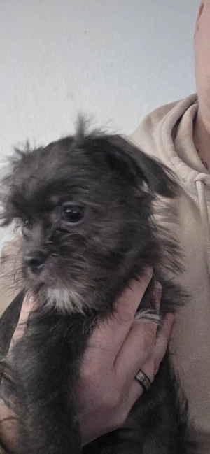 Liebe volles kleines Wesen sucht kuschelplatz