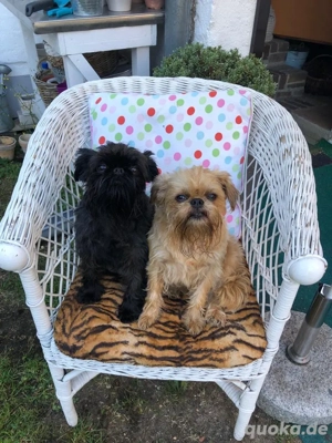 Belgischer Zerggriffon