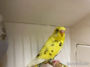 Junge Wellensittiche abzugeben