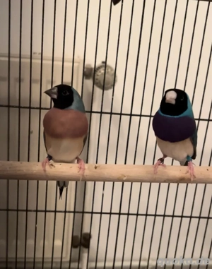 Gouldamadinen Pärchen Blau