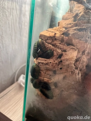 Smaragdschabe (Pseudoglomeris magnifica) Bild 2