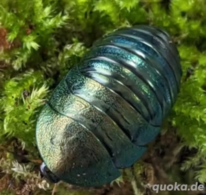 Smaragdschabe (Pseudoglomeris magnifica)