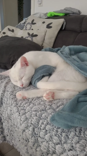 Kater sucht ein neues Zuhause