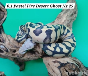 0.1 Pastel Fire Desert Ghost Nz25