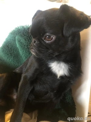 Brabanter Zwerggriffon