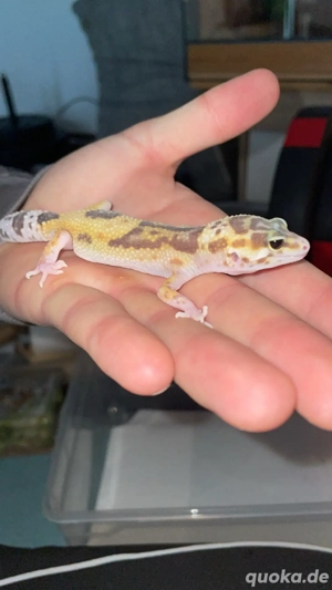 Leopardgecko weibchen NZ 2025
