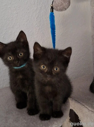 Wunderschöne BKH Mix Kitten..