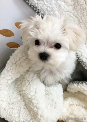 Malteser welpen