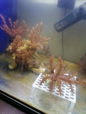 Keniabäumchen, Pilzleder Koralle 