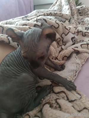 2 Sphynx Babykatzen, Junge und Mädchen
