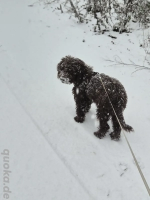 Lagotto Romagnolo Welpe sucht