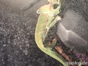 Chamäleon mit Terrarium 