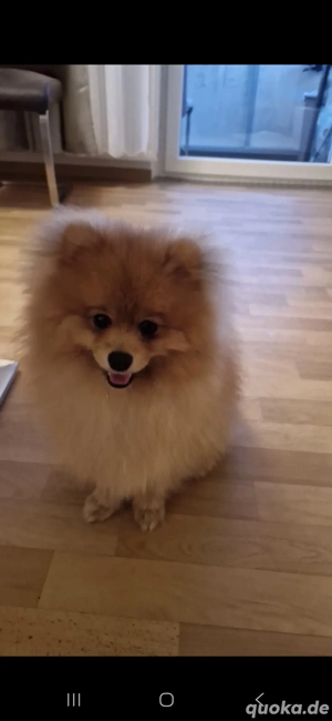 Reinrassige Pomeranian Zwergspitz suchen ein neues Zuhause 