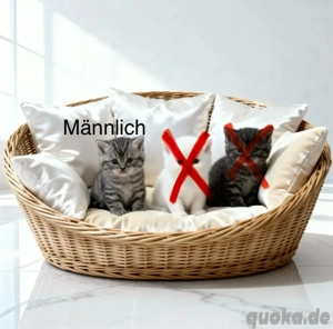 Britisch kurtzhaar kitten